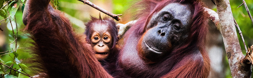 Extraordinary Things You Can Do to Save Endangered Species