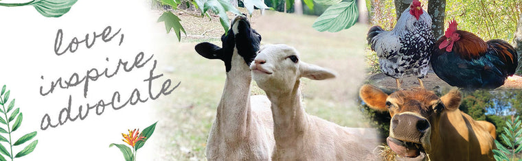 Stories: Kindred Spirit Sanctuary October 2021